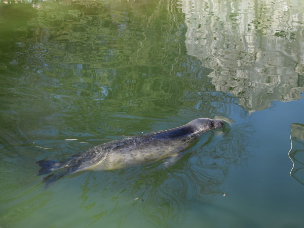 В День опекуна областному «Водоканалу» вручили диплом «Меценат года»!