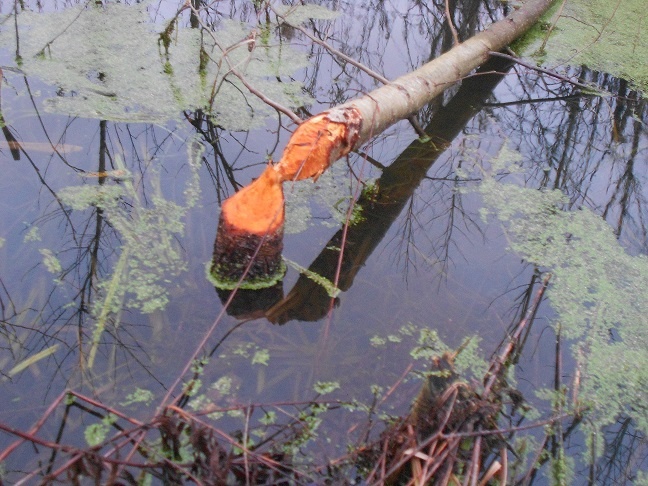 Знакомим наших читателей с замечательным сотрудником лаборатории очистных сооружений